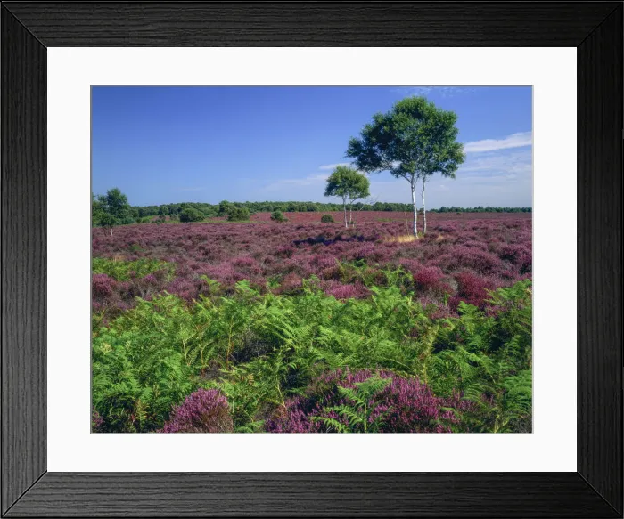 Framed Print : Heather in Bloom, Dunwich Heath, Suffolk, England Framed Print : Heather in Bloom, Dunwich Heath, Suffolk, England