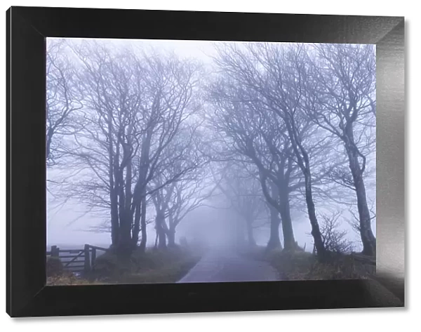 Foggy winter morning along a tree lined lane near Northmoor Common, Exmoor National Park