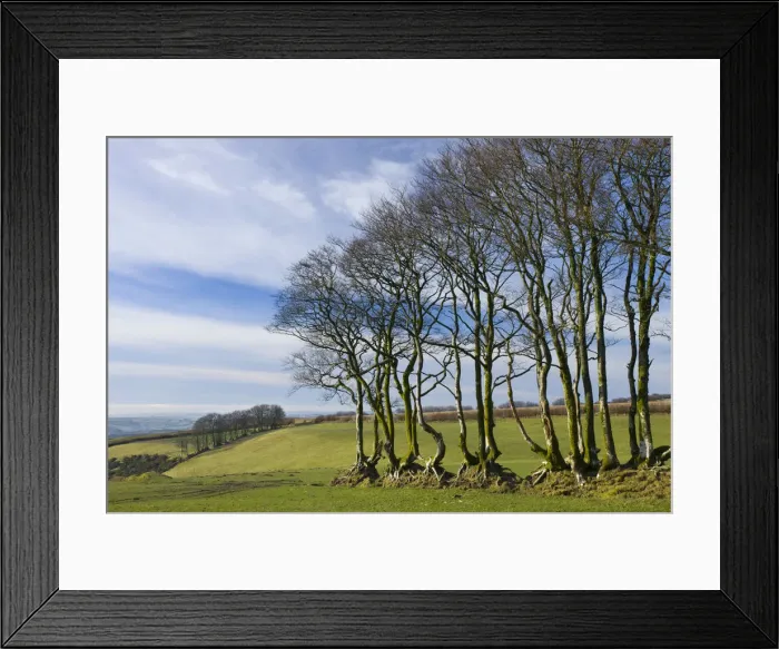 Framed Print : Beech trees in a field near North Radworthy, Exmoor National Park, Devon, England Framed Print : Beech trees in a field near North Radworthy, Exmoor National Park, Devon, England