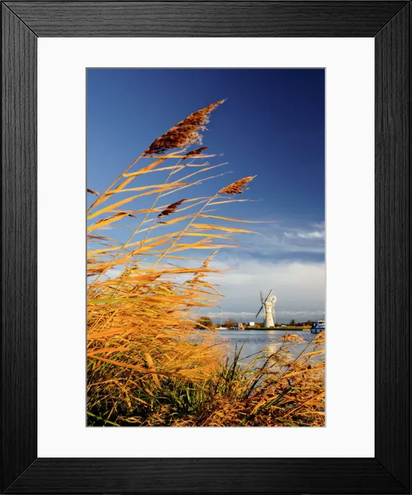 Framed Print : Thurne Mill Through Reeds, Norfolk Broads National Park, Norfolk, England Framed Print : Thurne Mill Through Reeds, Norfolk Broads National Park, Norfolk, England