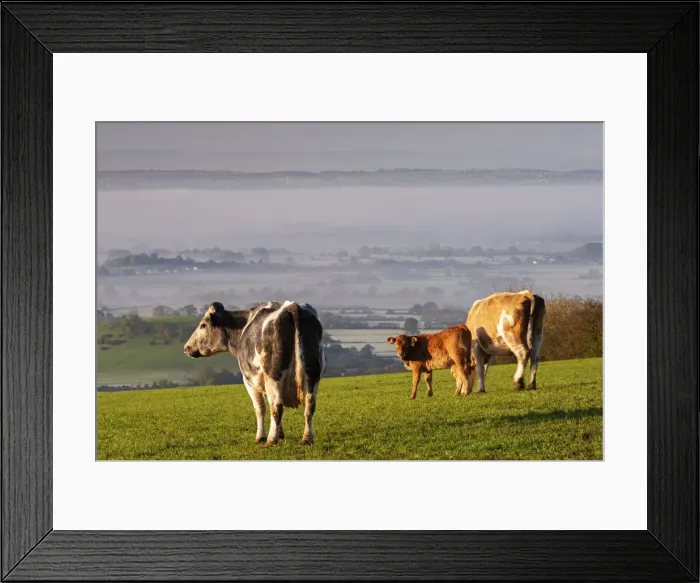 Framed Print : Cattle grazing on the Mendips on a misty morning, Somerset, England Framed Print : Cattle grazing on the Mendips on a misty morning, Somerset, England