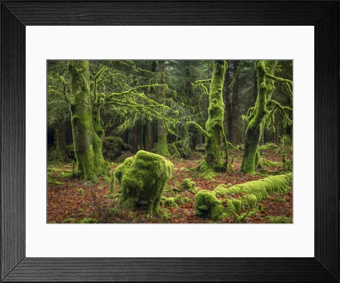 Framed Print : Moss covered trees in a Dartmoor forest, Dartmoor National Park, Devon, England Framed Print : Moss covered trees in a Dartmoor forest, Dartmoor National Park, Devon, England