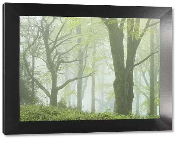 Deciduous woodland on a foggy morning, Bodmin, Cornwall, England