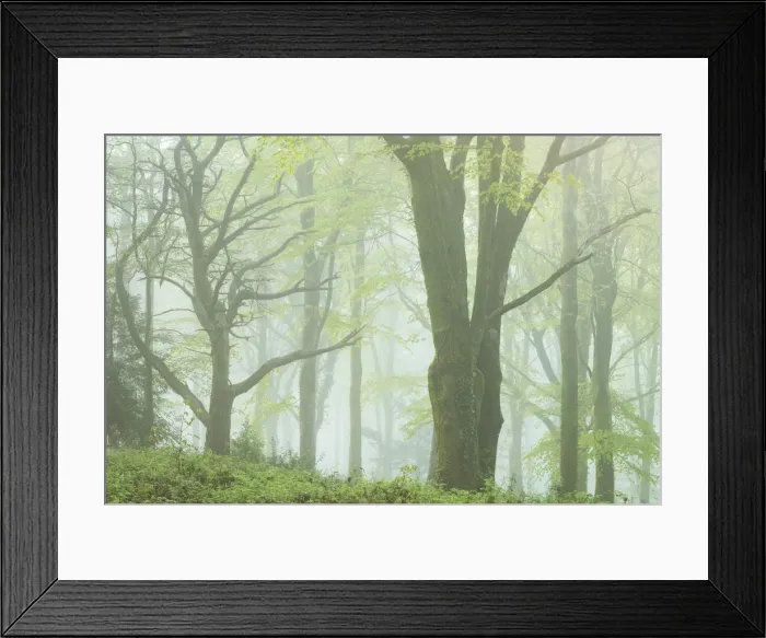 Framed Print : Deciduous woodland on a foggy morning, Bodmin, Cornwall, England