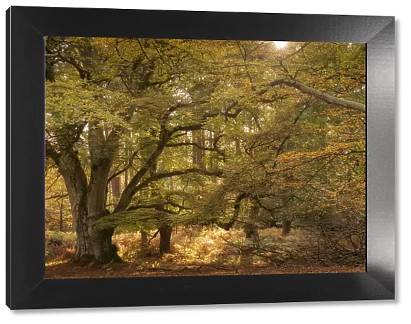 Autumnal woodland scene at Bolderwood, New Forest National Park, Hampshire, England