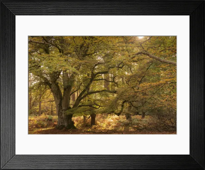 Framed Print : Autumnal woodland scene at Bolderwood, New Forest National Park, Hampshire, England