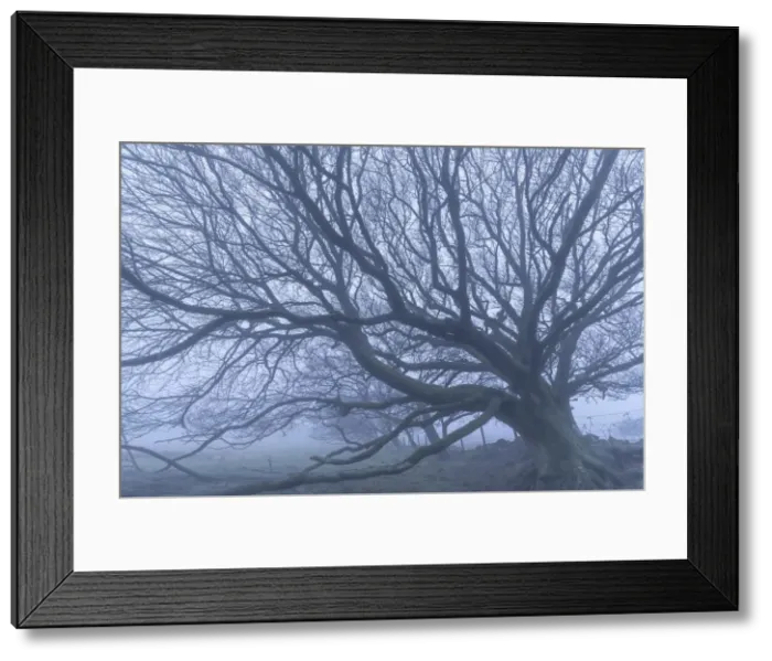 Framed Print : Moorland tree in winter fog, Dartmoor National Park, Devon, England
