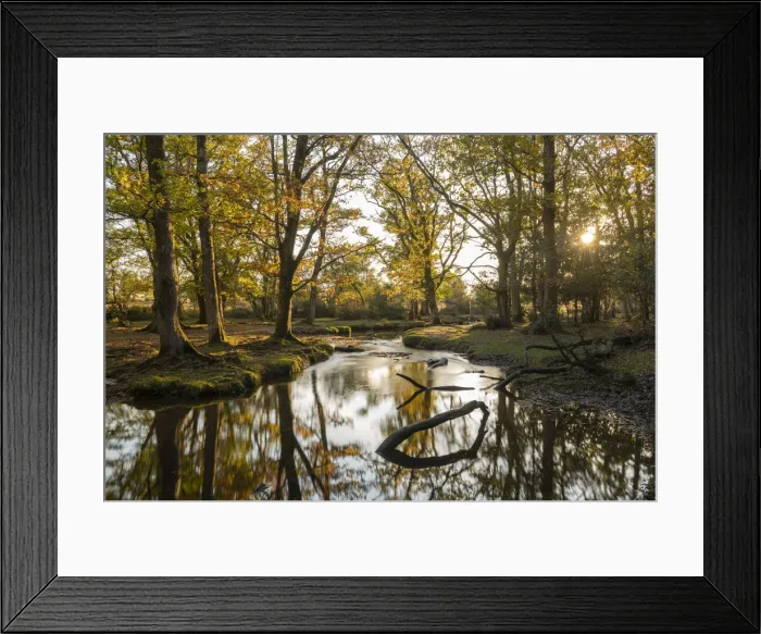 Framed Print : Woodland stream meandering through the New Forest at sunset, Hampshire, England
