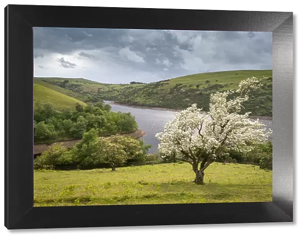 Hawthorn tree in blossom above Meldon Reservoir, Dartmoor National Park, Devon, England