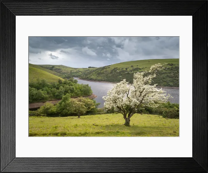 Framed Print : Hawthorn tree in blossom above Meldon Reservoir, Dartmoor National Park, Devon, England Framed Print : Hawthorn tree in blossom above Meldon Reservoir, Dartmoor National Park, Devon, England