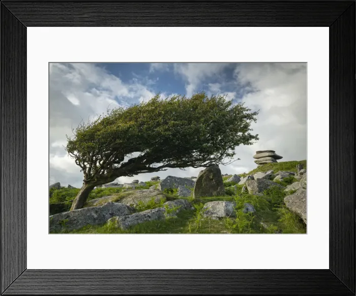 Framed Print : Windswept hawthorn tree on Bodmin Moor, Cornwall, England Framed Print : Windswept hawthorn tree on Bodmin Moor, Cornwall, England