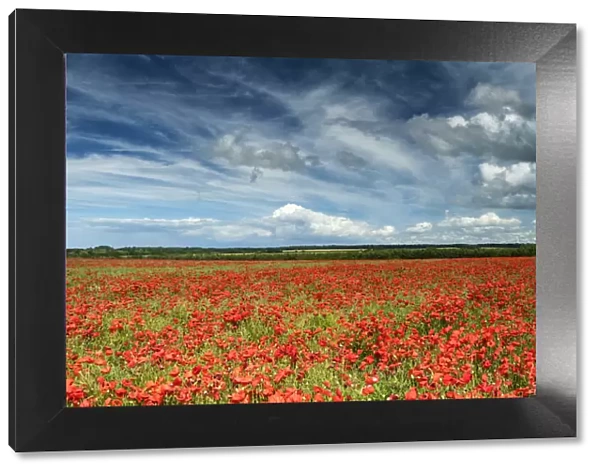 Field of English Poppies, Norfolk, England