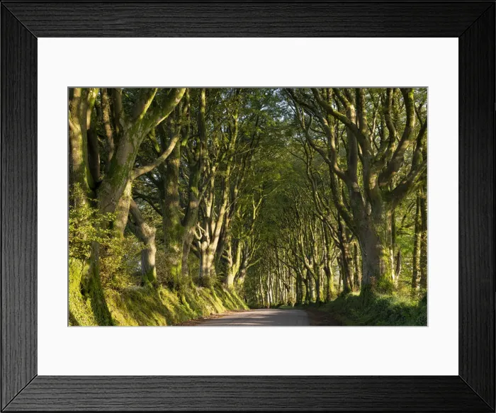 Framed Print : Morning light streaming through an avenue of beech trees near Bridestowe, Dartmoor, Devon Framed Print : Morning light streaming through an avenue of beech trees near Bridestowe, Dartmoor, Devon