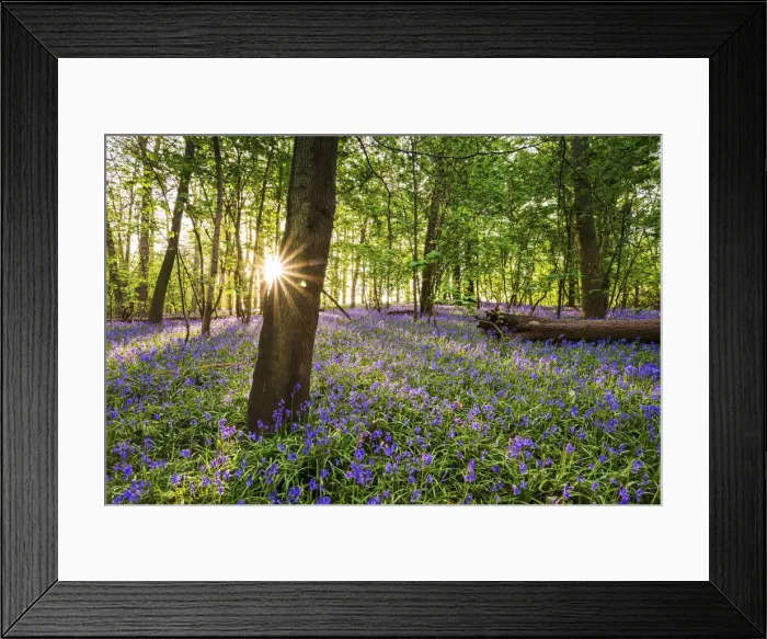 Framed Print : Bluebell field, Oxfordshire, England, Europe Framed Print : Bluebell field, Oxfordshire, England, Europe