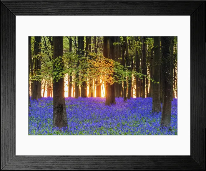Framed Print : Bluebell field, Oxfordshire, England, Europe Framed Print : Bluebell field, Oxfordshire, England, Europe