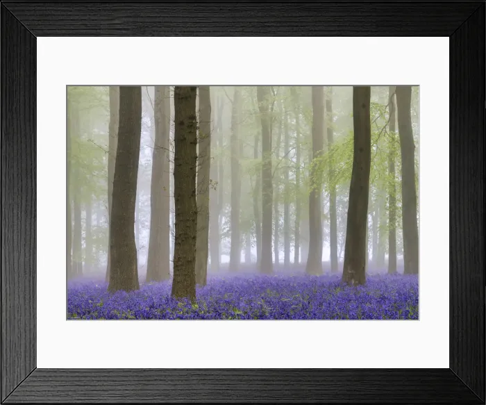 Framed Print : Bluebell (Hyacinthoides non-scripta) Wood in Mist, Hertfordshire, England Framed Print : Bluebell (Hyacinthoides non-scripta) Wood in Mist, Hertfordshire, England