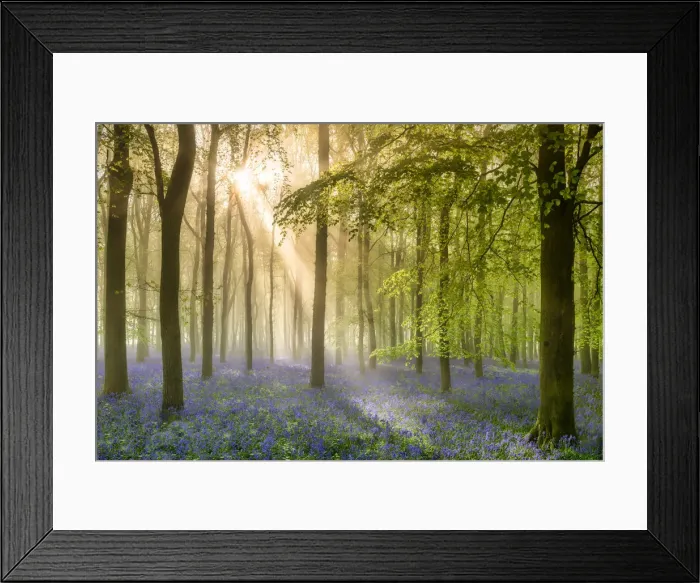 Framed Print : Woodland of Bluebells in Mist (Hyacinthoides non-scripta) Hertfordshire, England Framed Print : Woodland of Bluebells in Mist (Hyacinthoides non-scripta) Hertfordshire, England