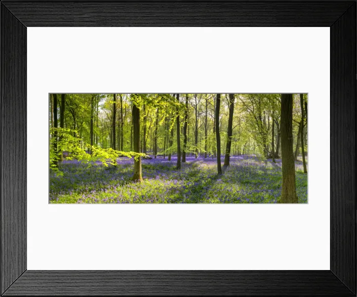 Framed Print : Woodland of Bluebells (Hyacinthoides non-scripta) Hertfordshire, England
