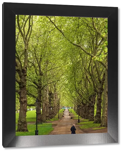 Man walking through Green Park, London, England, UK