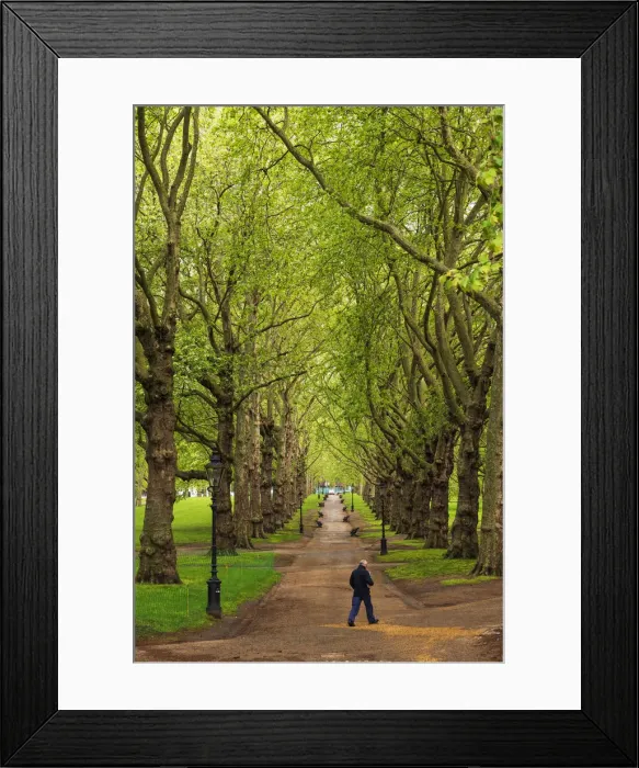 Framed Print : Man walking through Green Park, London, England, UK Framed Print : Man walking through Green Park, London, England, UK