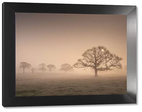 Winter sunrise over mist shrouded oak trees, Devon, England. Winter