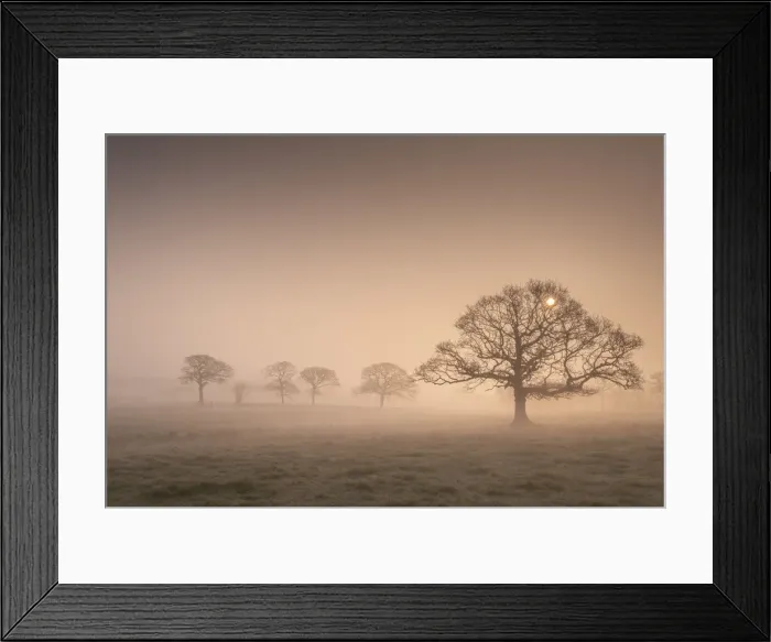 Framed Print : Winter sunrise over mist shrouded oak trees, Devon, England. Winter Framed Print : Winter sunrise over mist shrouded oak trees, Devon, England. Winter