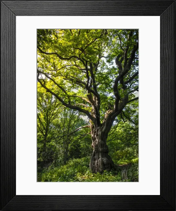 Framed Print : United Kingdom, England, Hampstead Heath. A magnificent English Oak tree (Quercus robur Framed Print : United Kingdom, England, Hampstead Heath. A magnificent English Oak tree (Quercus robur