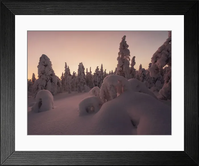 Framed Print : Frozen trees of Lapland at sunset in winter, Akaslompolo, Yllastunturi National Park Framed Print : Frozen trees of Lapland at sunset in winter, Akaslompolo, Yllastunturi National Park