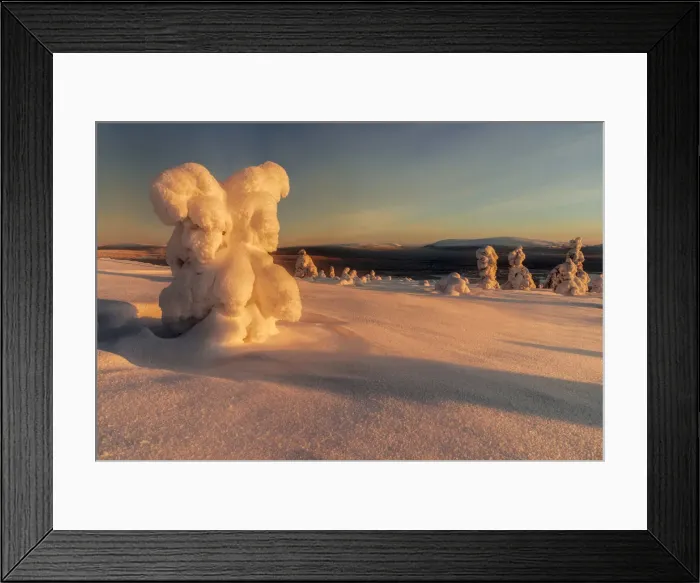 Framed Print : Frozen trees of Lapland at sunrise in winter, Akaslompolo, Yllastunturi National Park Framed Print : Frozen trees of Lapland at sunrise in winter, Akaslompolo, Yllastunturi National Park