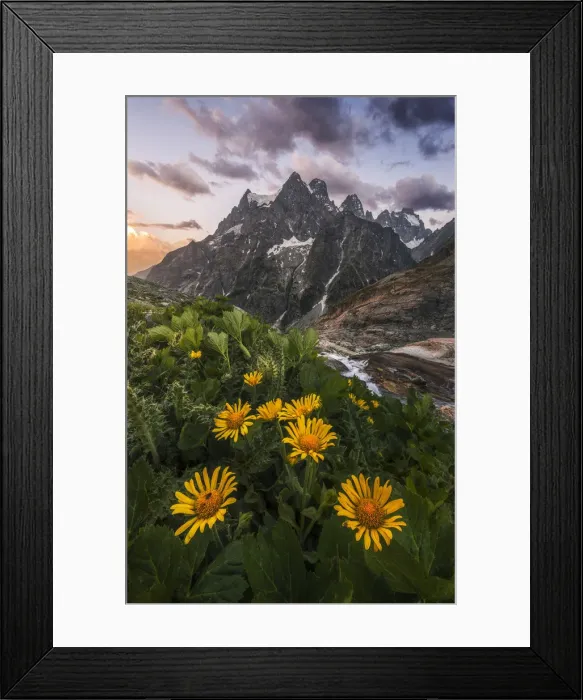 Framed Print : Wildflowers looking towards the Pelvoux mountain at sunset, French Alps, France Framed Print : Wildflowers looking towards the Pelvoux mountain at sunset, French Alps, France