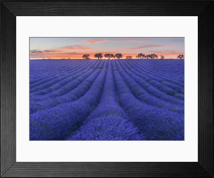Framed Print : Lavenders fields at sunset near Valensole, Provence, France Framed Print : Lavenders fields at sunset near Valensole, Provence, France