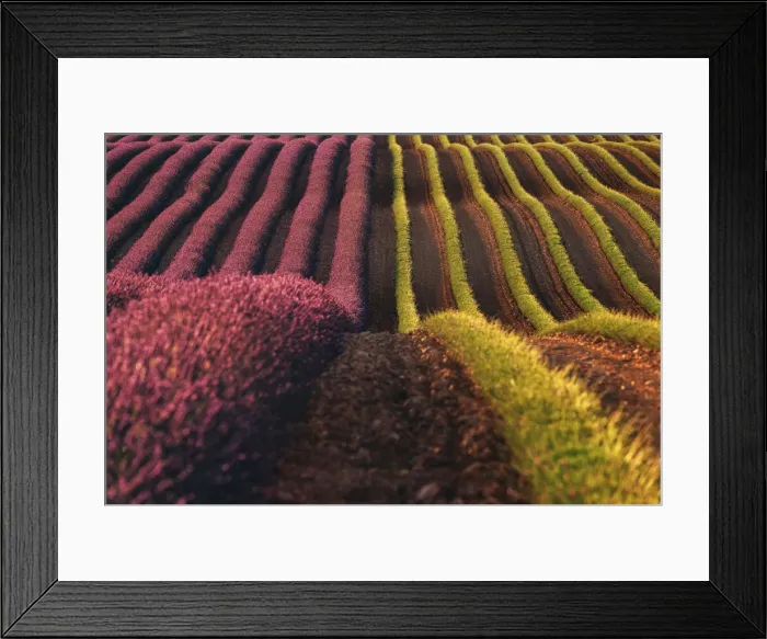 Framed Print : Harvest time in lavenders fields near Valensole, Provence, France