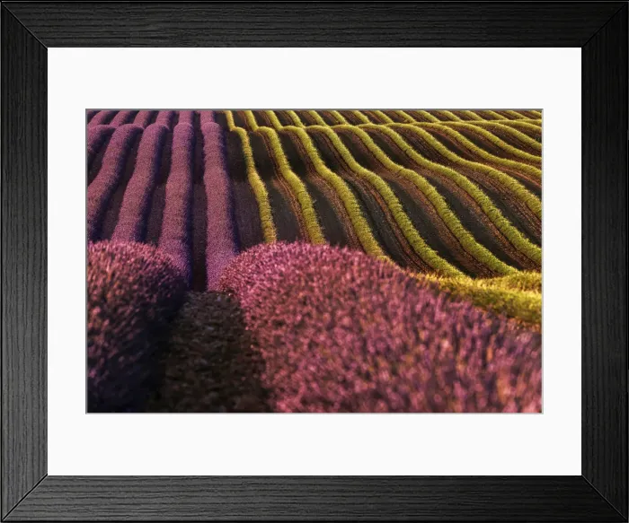 Framed Print : Harvest time in lavenders fields near Valensole, Provence, France Framed Print : Harvest time in lavenders fields near Valensole, Provence, France