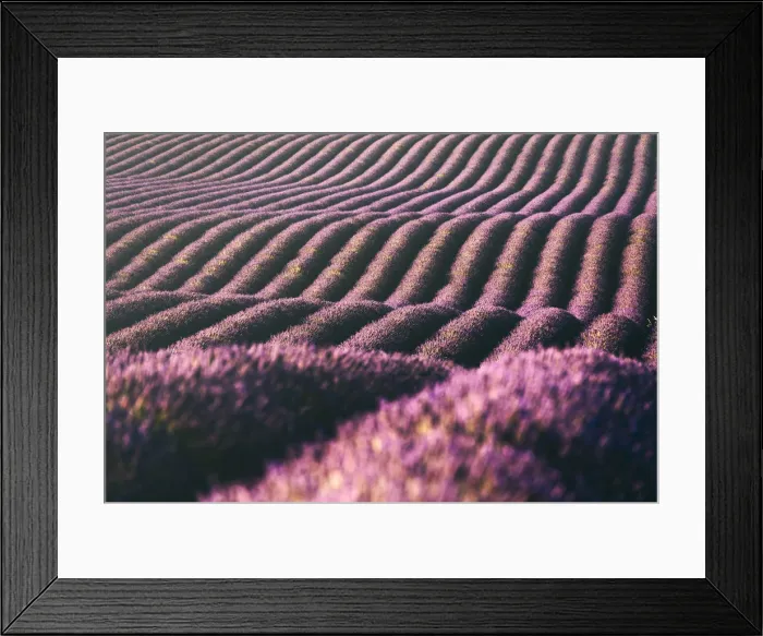 Framed Print : Lavenders fields at sunset near Valensole, Provence, France Framed Print : Lavenders fields at sunset near Valensole, Provence, France
