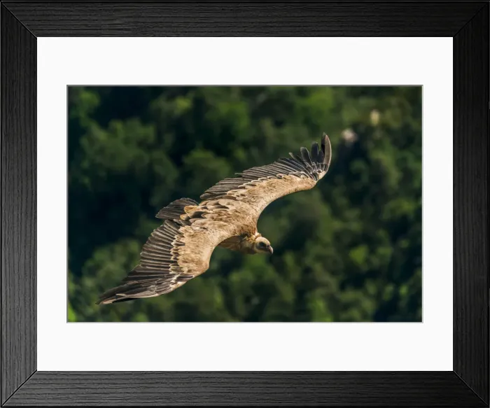 Framed Print : Griffin flying above the gorges du Verdon, Provence, France