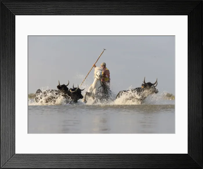 Framed Print : Europe, France, Provence-Alpes-CA´te d'Azur, Bouches-du-Rhone, Camargue, Saintes-Maries-de-la-Mer, a guardian drives a herd of bulls through a lake in the Camargue Framed Print : Europe, France, Provence-Alpes-CA´te d'Azur, Bouches-du-Rhone, Camargue, Saintes-Maries-de-la-Mer, a guardian drives a herd of bulls through a lake in the Camargue