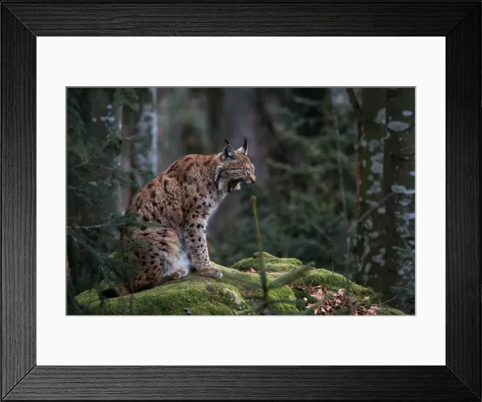Framed Print : Eurasian Lynx in the Bayerischer Wald Park, Germany Framed Print : Eurasian Lynx in the Bayerischer Wald Park, Germany