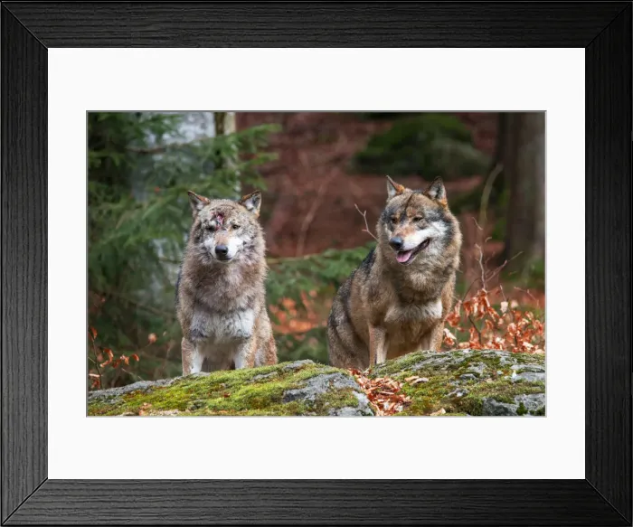 Framed Print : Two wolves scouting the environment in the Bayerischer Wald Park, Germany Framed Print : Two wolves scouting the environment in the Bayerischer Wald Park, Germany