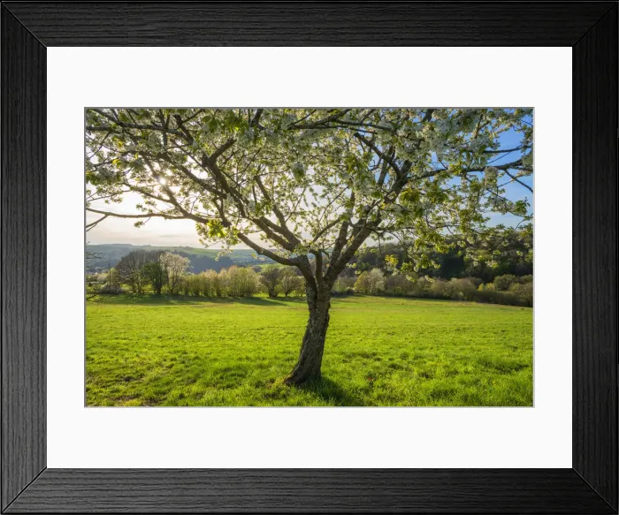 Framed Print : Flowering fruit trees near Schondorf, Hunsruck, Rhineland-Palatinate, Germany Framed Print : Flowering fruit trees near Schondorf, Hunsruck, Rhineland-Palatinate, Germany