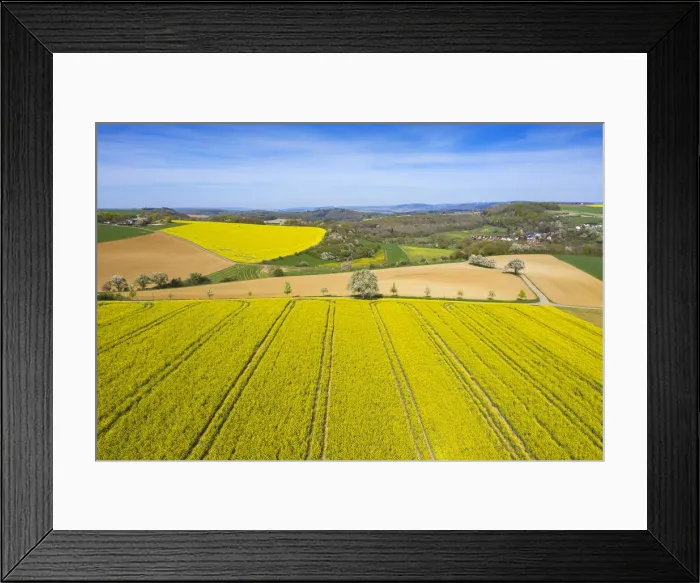 Framed Print : Flowering rap fields near Saarburg, Hunsruck, Rhineland-Palatinate, Germany Framed Print : Flowering rap fields near Saarburg, Hunsruck, Rhineland-Palatinate, Germany