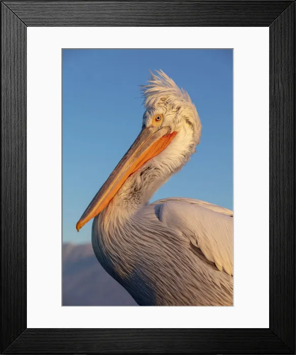 Framed Print : A Dalmatian pelican poses on lake Kerkini, Lake Kerkini National Park, Serres, Greece