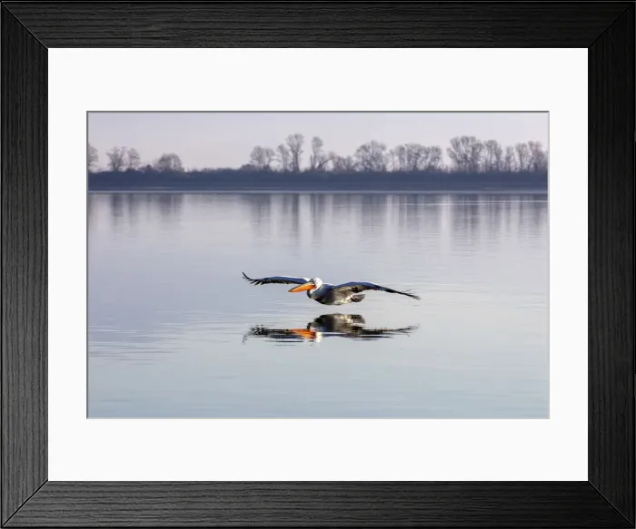 Framed Print : A Dalmatian pelican flies across lake Kerkini, Lake Kerkini National Park, Serres, Greece Framed Print : A Dalmatian pelican flies across lake Kerkini, Lake Kerkini National Park, Serres, Greece