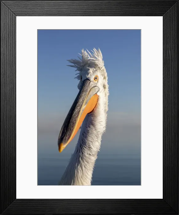 Framed Print : A Dalmatian pelican poses on lake Kerkini, Lake Kerkini National Park, Serres, Greece Framed Print : A Dalmatian pelican poses on lake Kerkini, Lake Kerkini National Park, Serres, Greece
