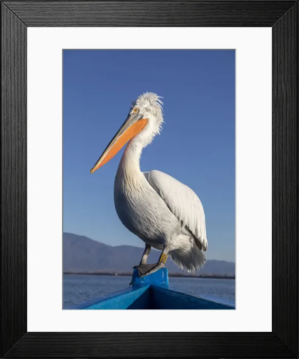 Framed Print : A Dalmatian pelican sits on the front of a blue boat at lake Kerkini Framed Print : A Dalmatian pelican sits on the front of a blue boat at lake Kerkini