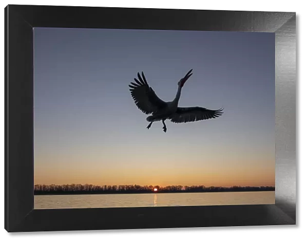 A silhouette of a flying Dalmatian pelican on lake Kerkini at sunrise