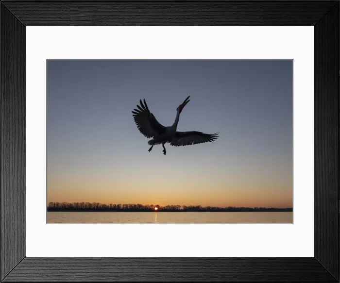 Framed Print : A silhouette of a flying Dalmatian pelican on lake Kerkini at sunrise Framed Print : A silhouette of a flying Dalmatian pelican on lake Kerkini at sunrise