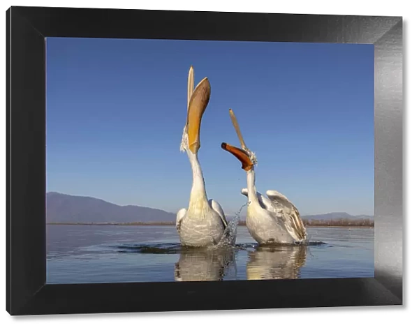 A couple of Dalmatian pelicans with their beaks open eat fish on lake Kerkini
