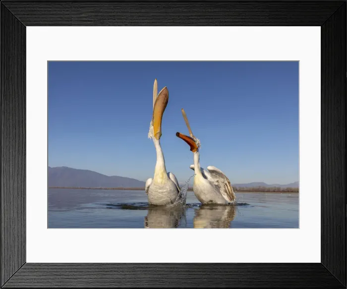 Framed Print : A couple of Dalmatian pelicans with their beaks open eat fish on lake Kerkini Framed Print : A couple of Dalmatian pelicans with their beaks open eat fish on lake Kerkini