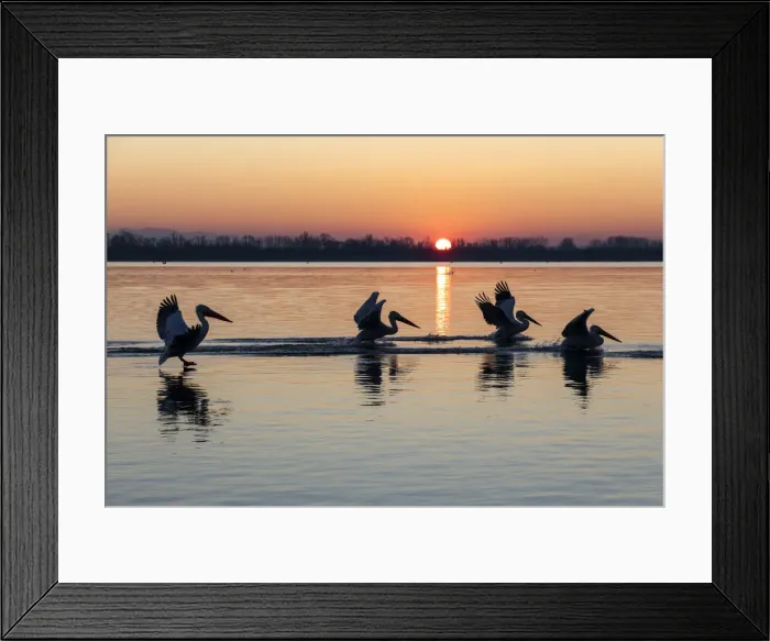 Framed Print : Dalmatian pelicans land on Lake Kerkini at sunrise, Lake Kerkini National Park, Serres Framed Print : Dalmatian pelicans land on Lake Kerkini at sunrise, Lake Kerkini National Park, Serres