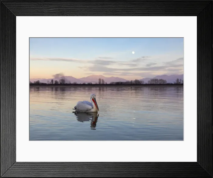 Framed Print : One Dalmatian pelican swims on lake Kerkini as the moon rises, Lake Kerkini National Park